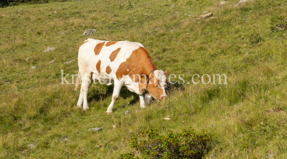 Kühe auf der Alm / Patscherkofel, Tirol, Österreich by kristen-images.com