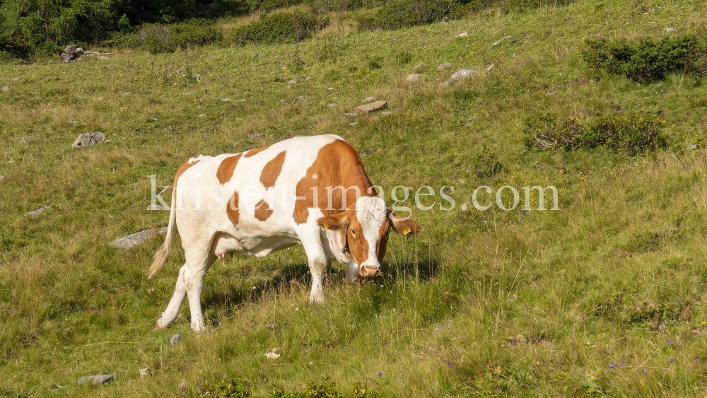 Kühe auf der Alm / Patscherkofel, Tirol, Österreich by kristen-images.com