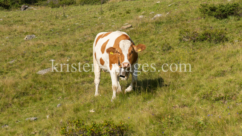 Kühe auf der Alm / Patscherkofel, Tirol, Österreich by kristen-images.com