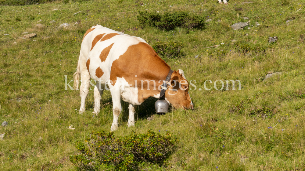 Kühe auf der Alm / Patscherkofel, Tirol, Österreich by kristen-images.com