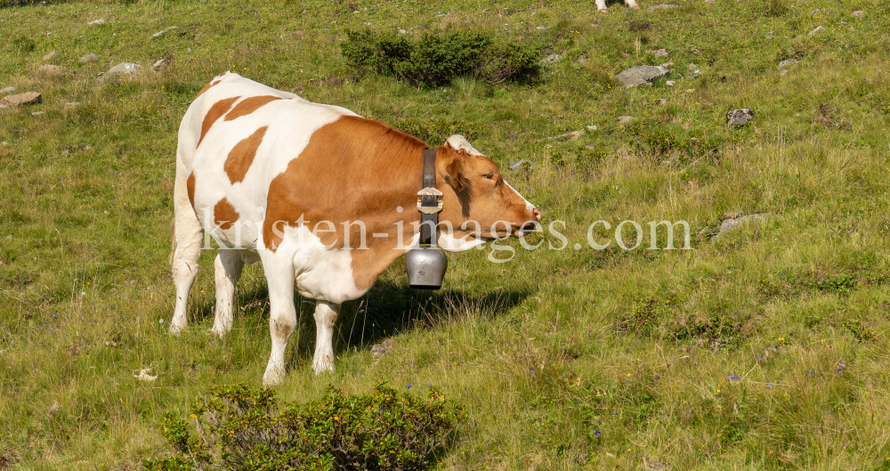 Kühe auf der Alm / Patscherkofel, Tirol, Österreich by kristen-images.com