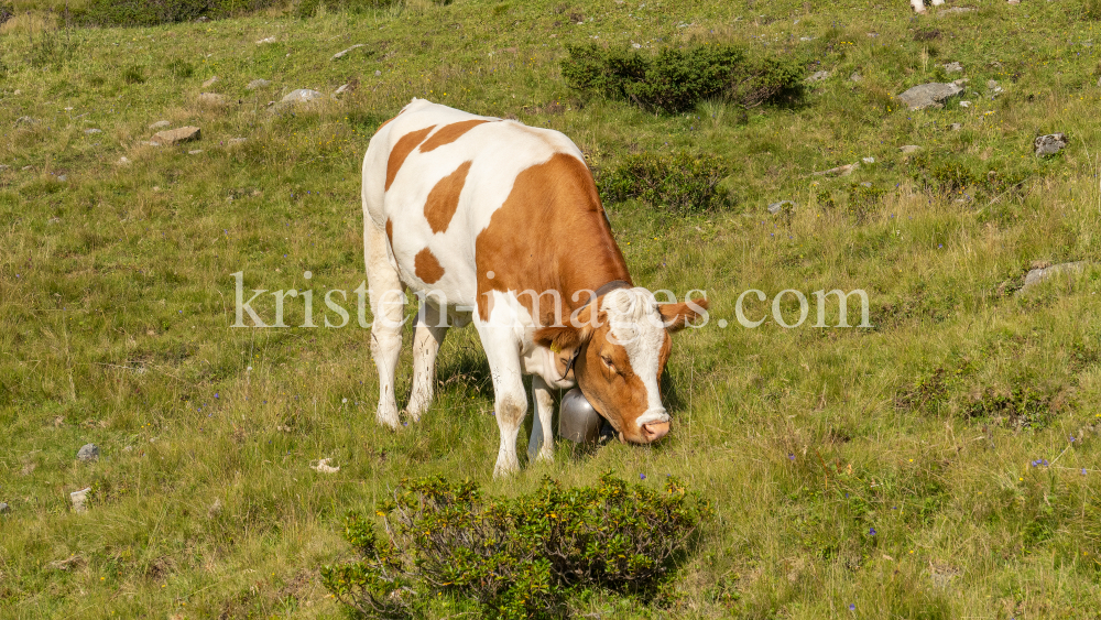 Kühe auf der Alm / Patscherkofel, Tirol, Österreich by kristen-images.com