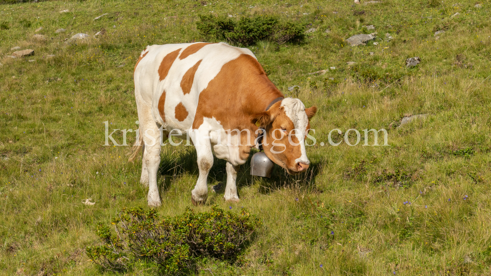 Kühe auf der Alm / Patscherkofel, Tirol, Österreich by kristen-images.com