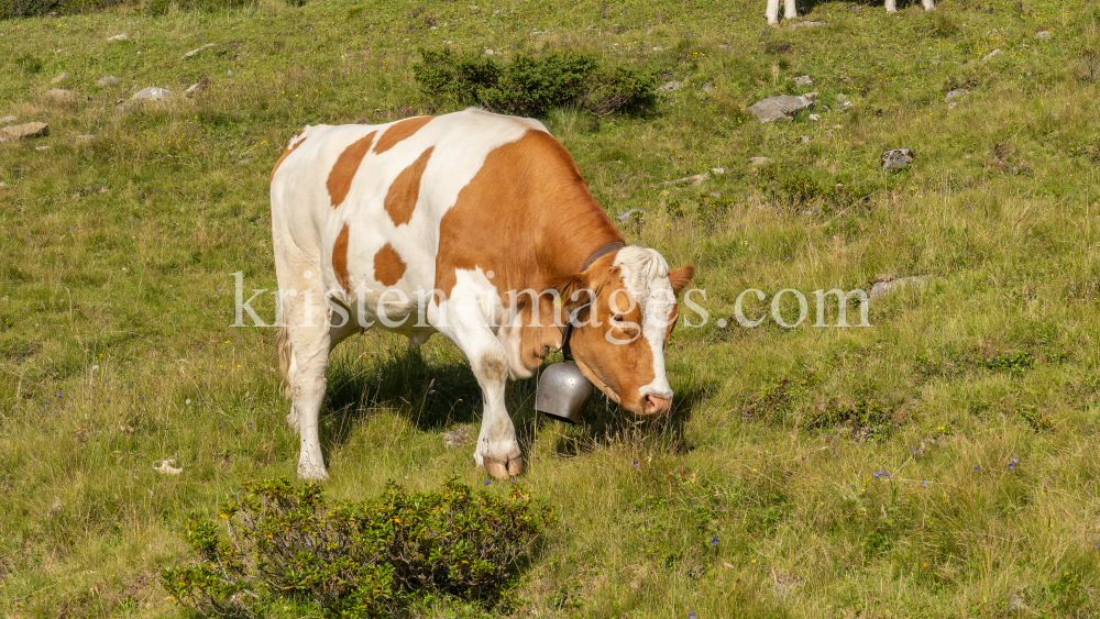 Kühe auf der Alm / Patscherkofel, Tirol, Österreich by kristen-images.com