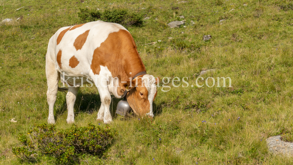 Kühe auf der Alm / Patscherkofel, Tirol, Österreich by kristen-images.com