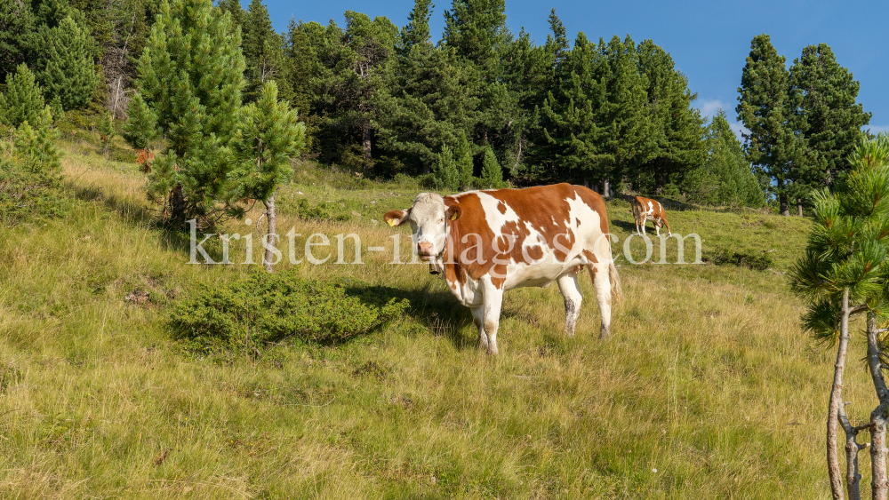 Kühe auf der Alm / Patscherkofel, Tirol, Österreich by kristen-images.com