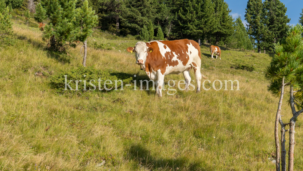 Kühe auf der Alm / Patscherkofel, Tirol, Österreich by kristen-images.com