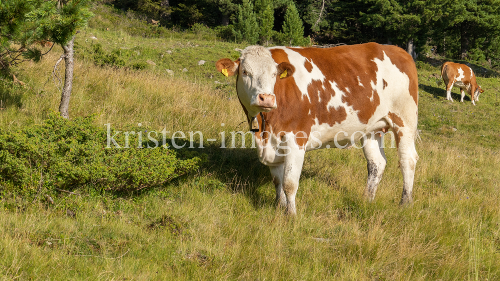 Kühe auf der Alm / Patscherkofel, Tirol, Österreich by kristen-images.com