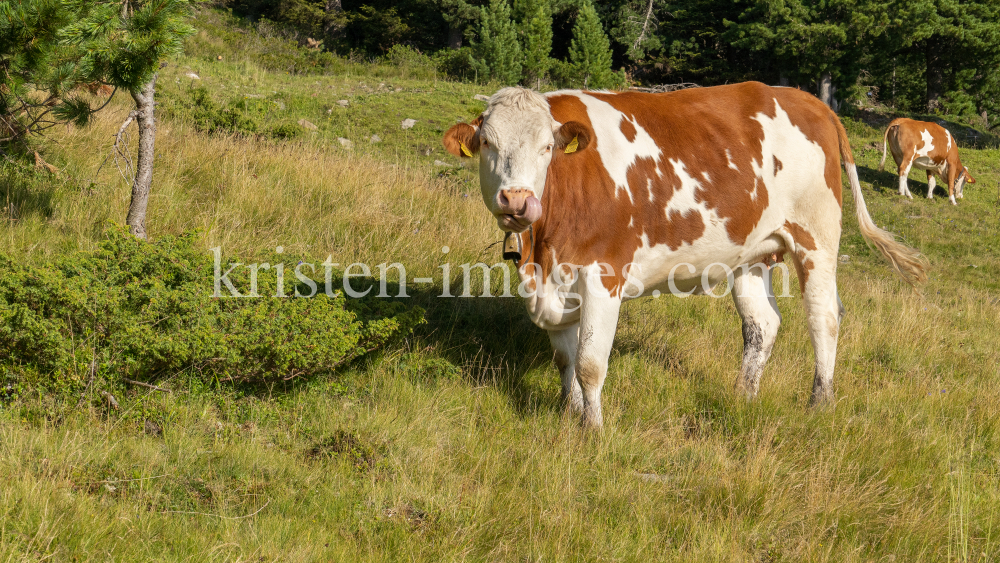 Kühe auf der Alm / Patscherkofel, Tirol, Österreich by kristen-images.com