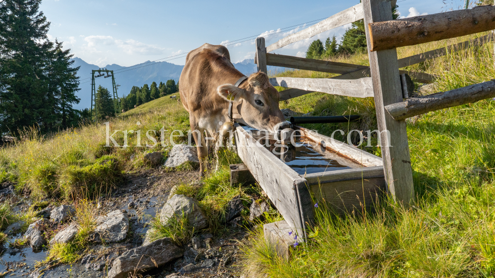 Kühe auf der Alm / Patscherkofel, Tirol, Österreich by kristen-images.com