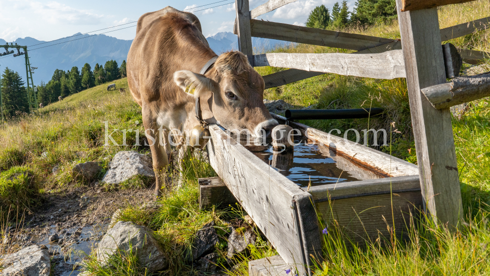 Kühe auf der Alm / Patscherkofel, Tirol, Österreich by kristen-images.com