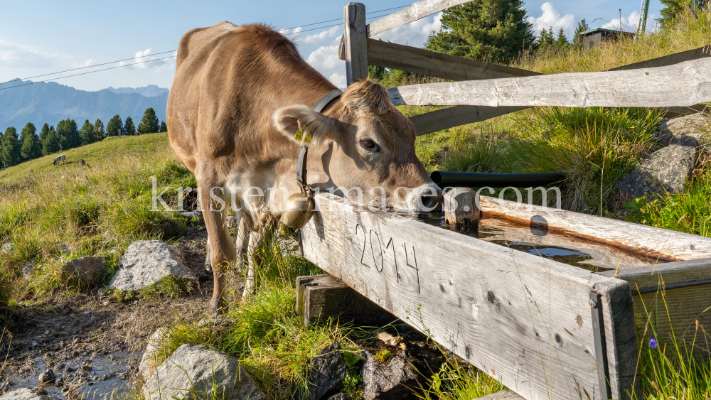 Kühe auf der Alm / Patscherkofel, Tirol, Österreich by kristen-images.com