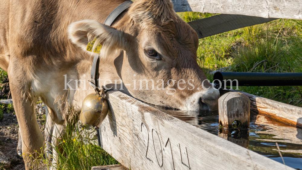 Kühe auf der Alm / Patscherkofel, Tirol, Österreich by kristen-images.com