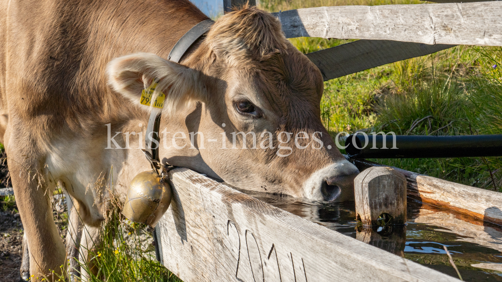 Kühe auf der Alm / Patscherkofel, Tirol, Österreich by kristen-images.com