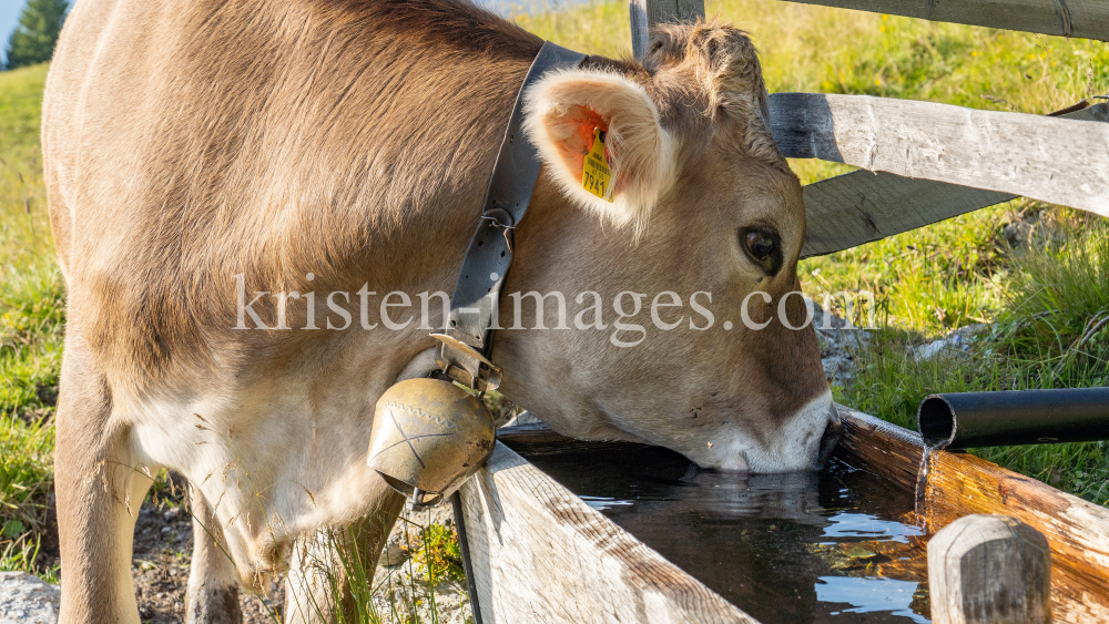 Kühe auf der Alm / Patscherkofel, Tirol, Österreich by kristen-images.com