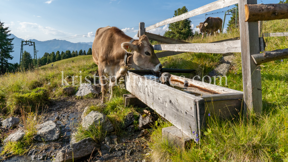 Kühe auf der Alm / Patscherkofel, Tirol, Österreich by kristen-images.com