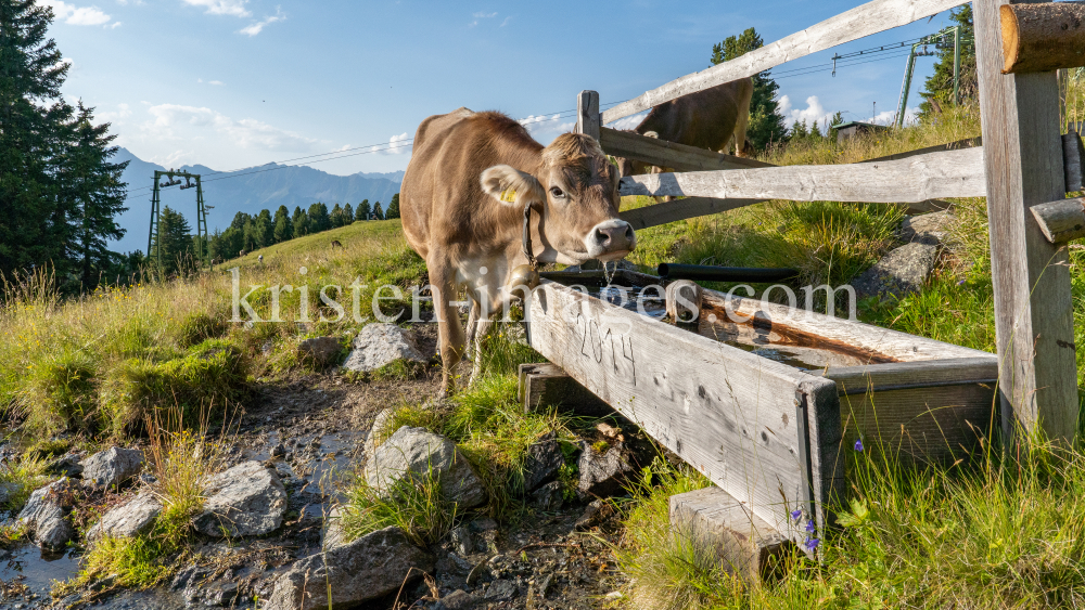 Kühe auf der Alm / Patscherkofel, Tirol, Österreich by kristen-images.com