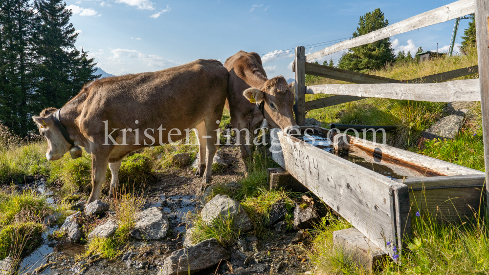 Kühe auf der Alm / Patscherkofel, Tirol, Österreich by kristen-images.com