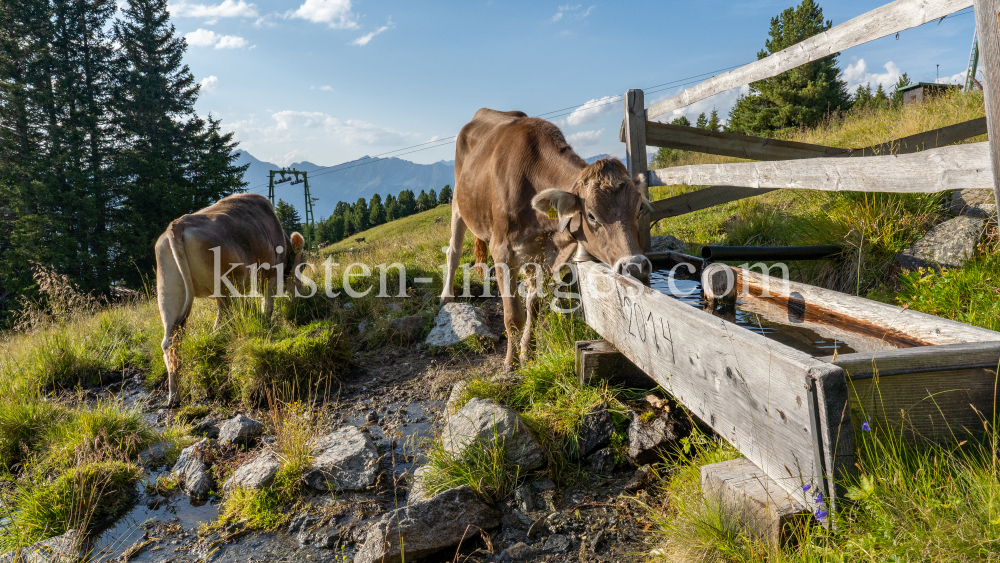 Kühe auf der Alm / Patscherkofel, Tirol, Österreich by kristen-images.com