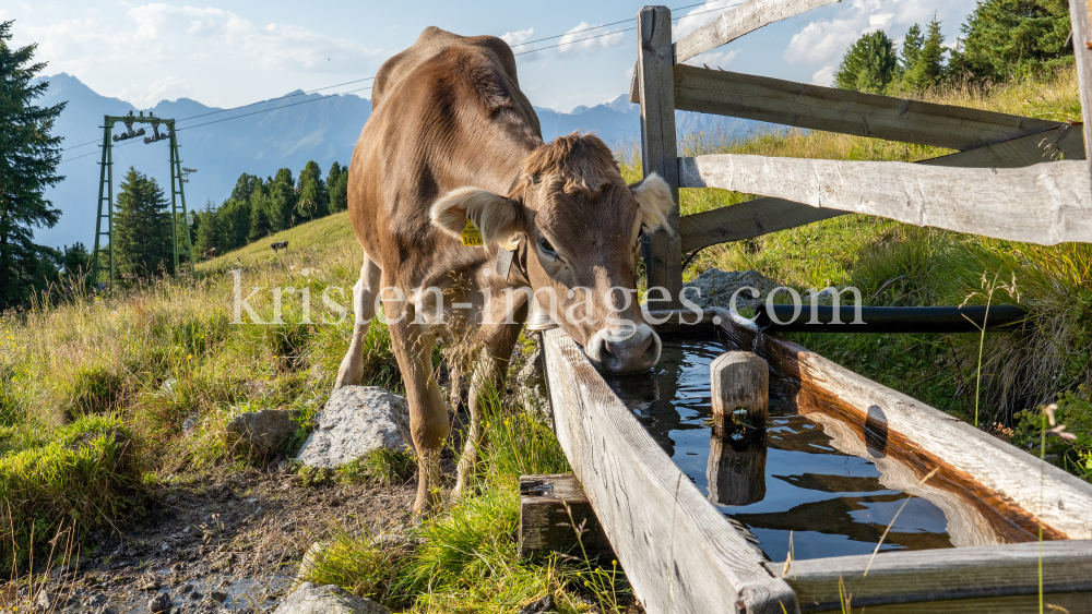 Kühe auf der Alm / Patscherkofel, Tirol, Österreich by kristen-images.com