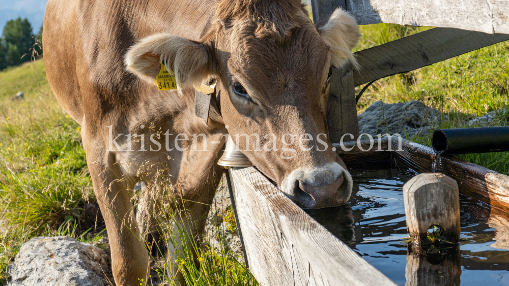 Kühe auf der Alm / Patscherkofel, Tirol, Österreich by kristen-images.com