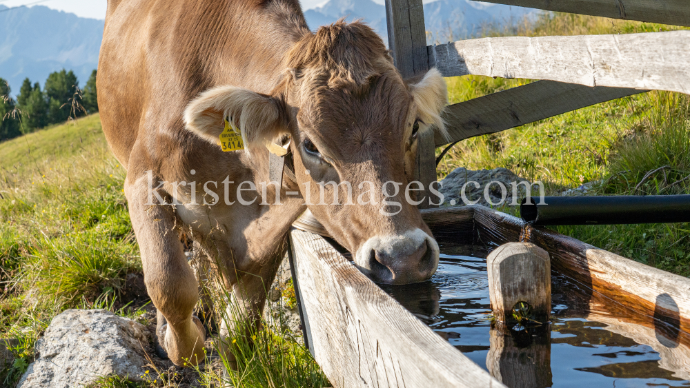 Kühe auf der Alm / Patscherkofel, Tirol, Österreich by kristen-images.com