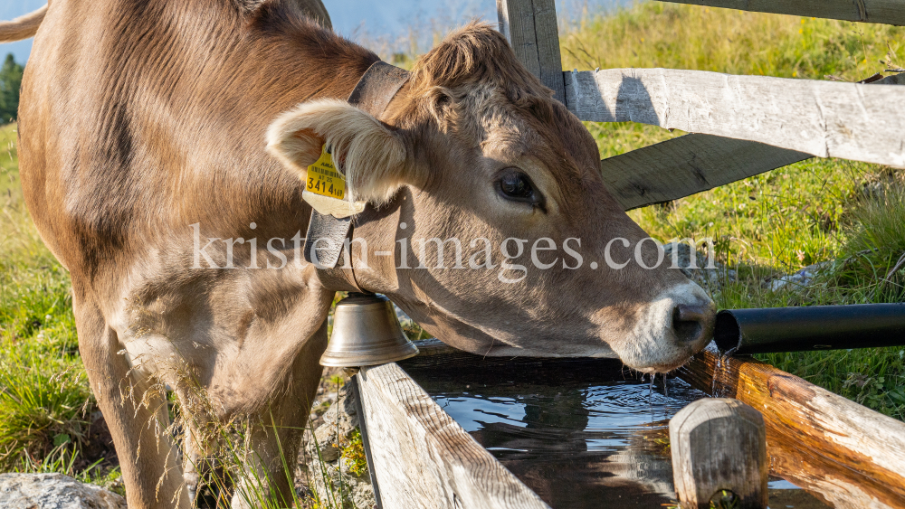 Kühe auf der Alm / Patscherkofel, Tirol, Österreich by kristen-images.com