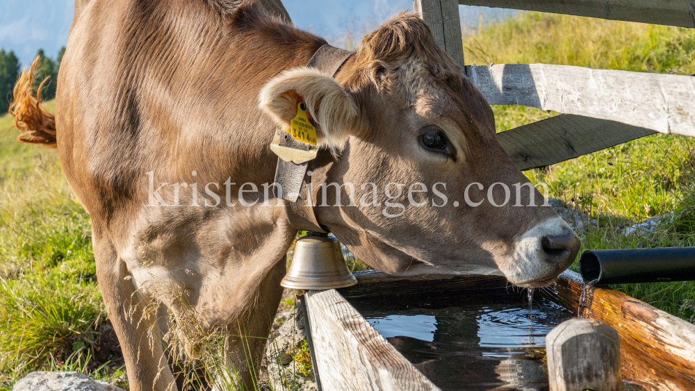 Kühe auf der Alm / Patscherkofel, Tirol, Österreich by kristen-images.com