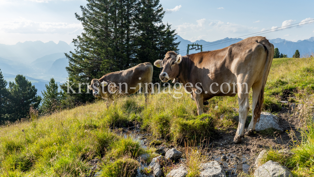 Kühe auf der Alm / Patscherkofel, Tirol, Österreich by kristen-images.com