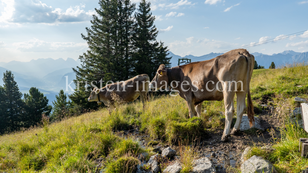 Kühe auf der Alm / Patscherkofel, Tirol, Österreich by kristen-images.com