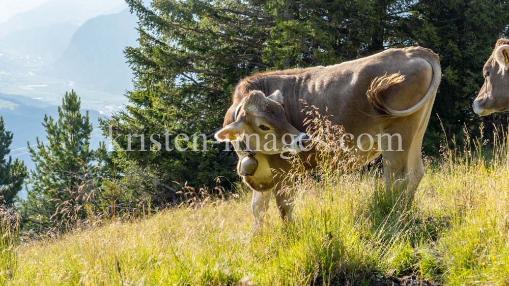 Kühe auf der Alm / Patscherkofel, Tirol, Österreich by kristen-images.com