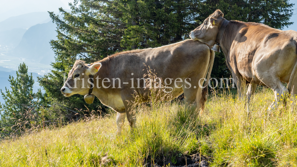 Kühe auf der Alm / Patscherkofel, Tirol, Österreich by kristen-images.com