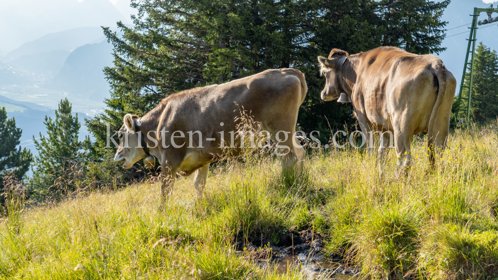 Kühe auf der Alm / Patscherkofel, Tirol, Österreich by kristen-images.com