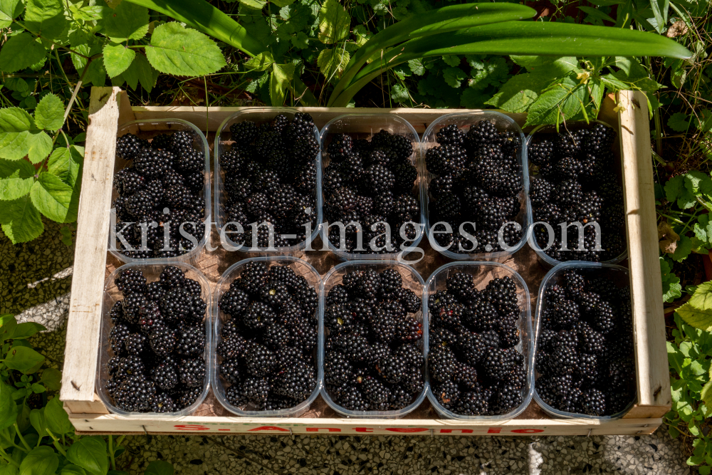 Brombeeren by kristen-images.com