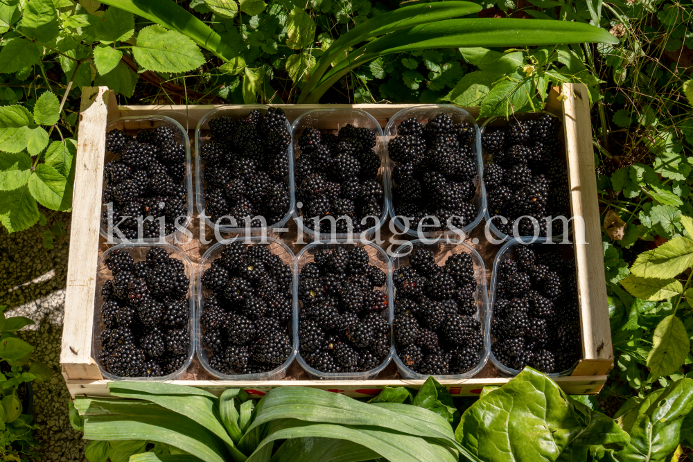 Brombeeren by kristen-images.com