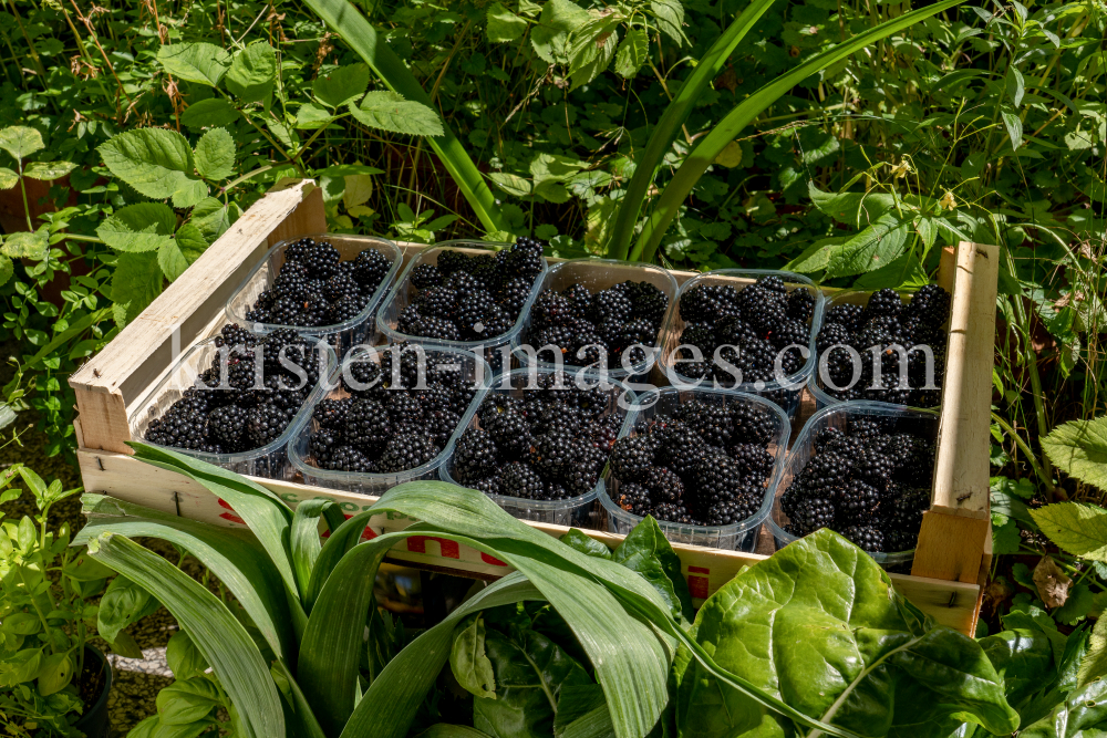 Brombeeren by kristen-images.com