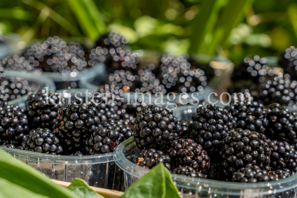 Brombeeren by kristen-images.com