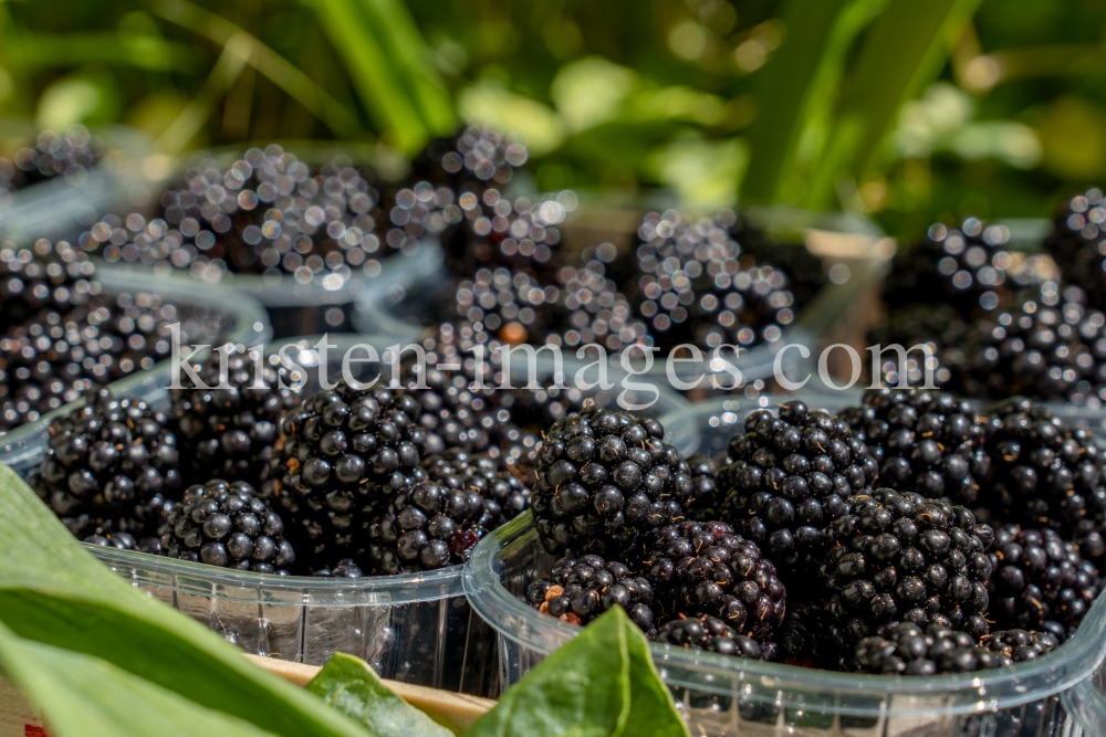 Brombeeren by kristen-images.com