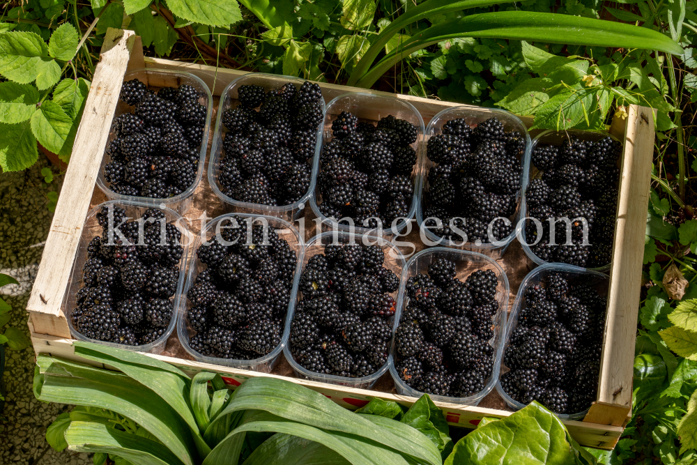 Brombeeren by kristen-images.com