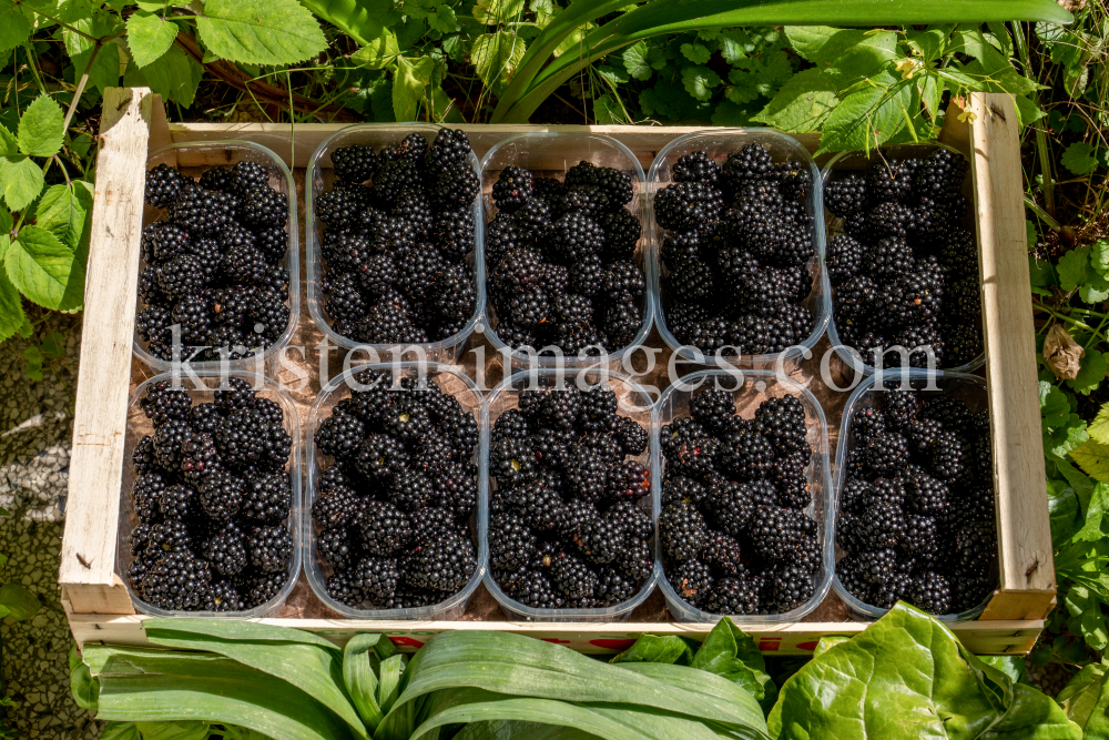 Brombeeren by kristen-images.com