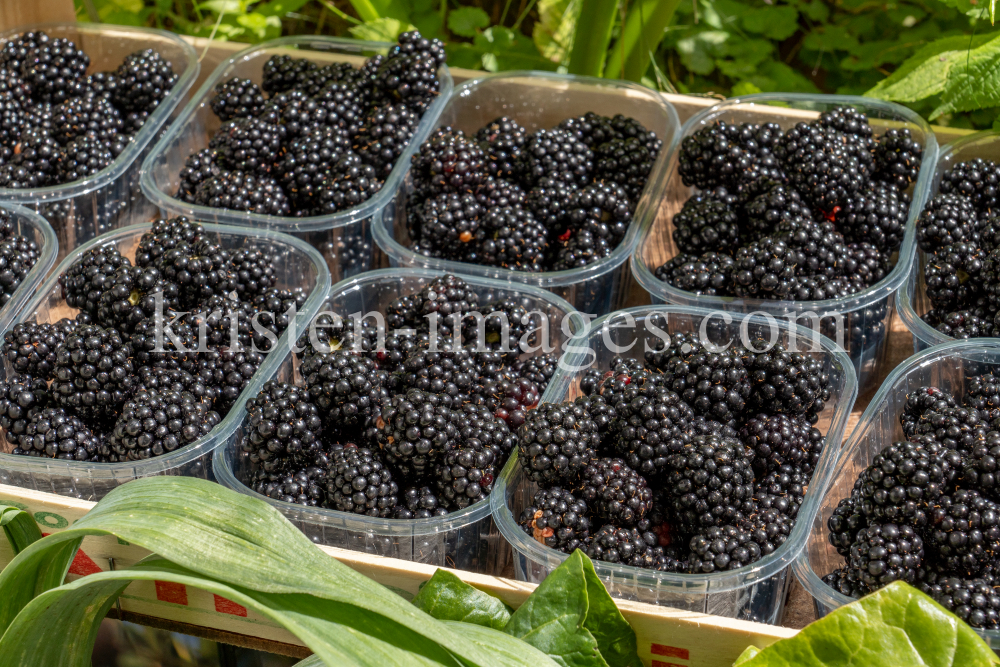 Brombeeren by kristen-images.com