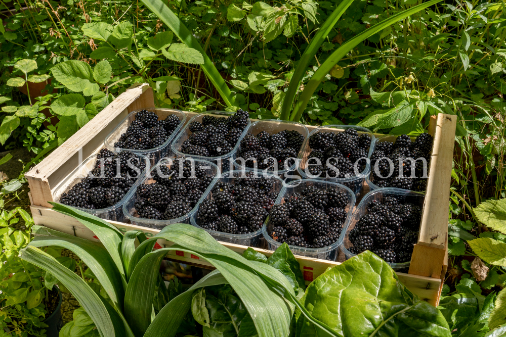 Brombeeren by kristen-images.com