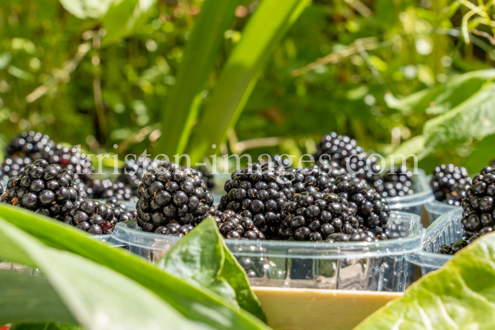 Brombeeren by kristen-images.com