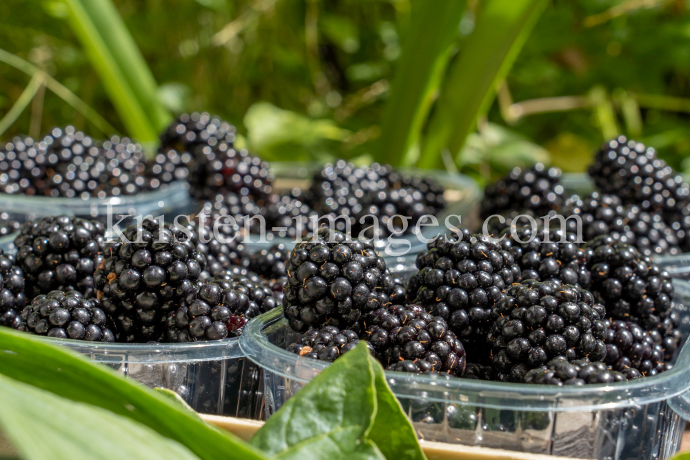 Brombeeren by kristen-images.com