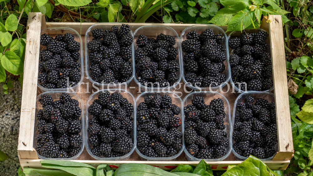 Brombeeren by kristen-images.com