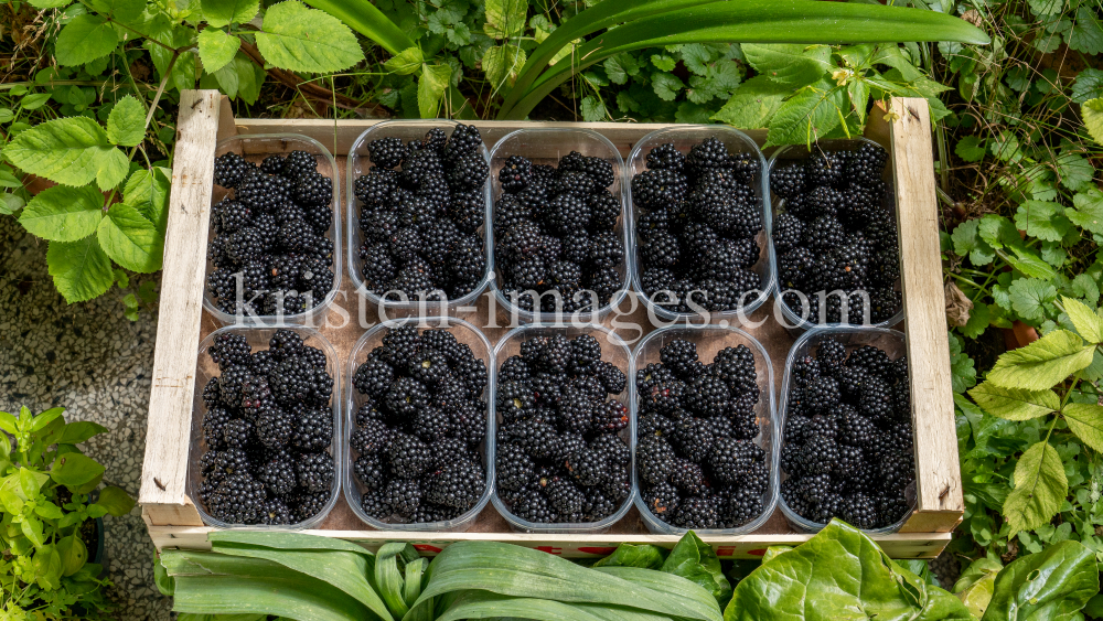 Brombeeren by kristen-images.com