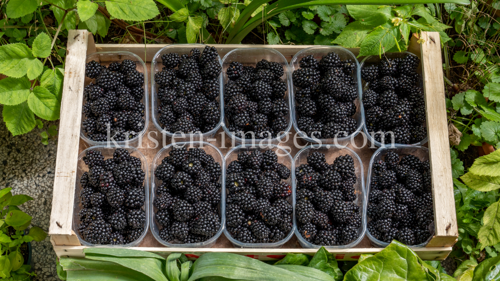 Brombeeren by kristen-images.com