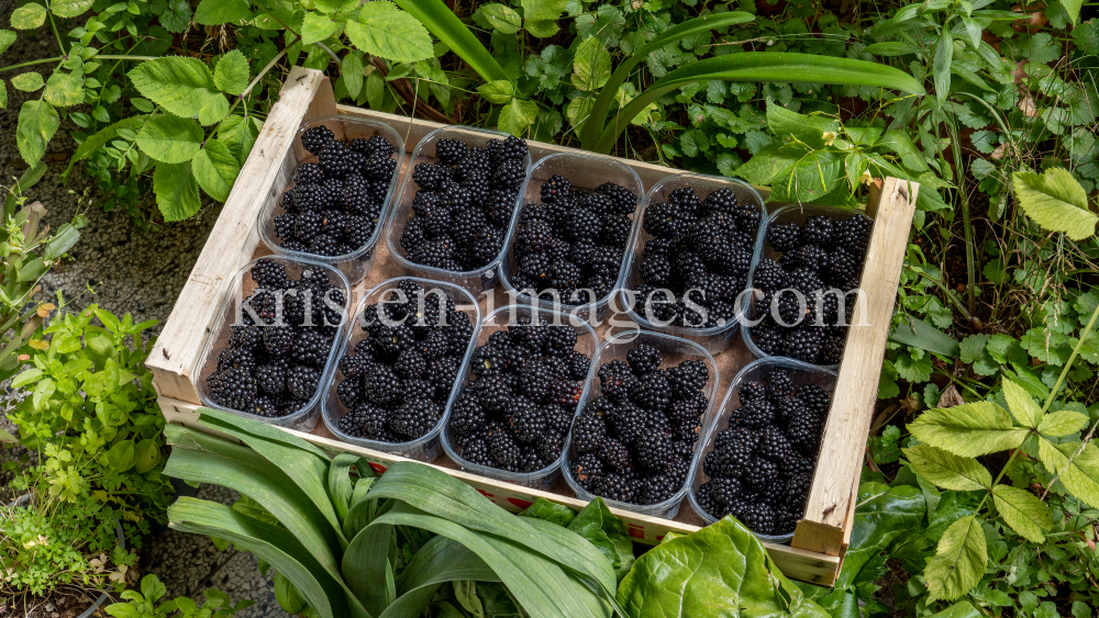 Brombeeren by kristen-images.com