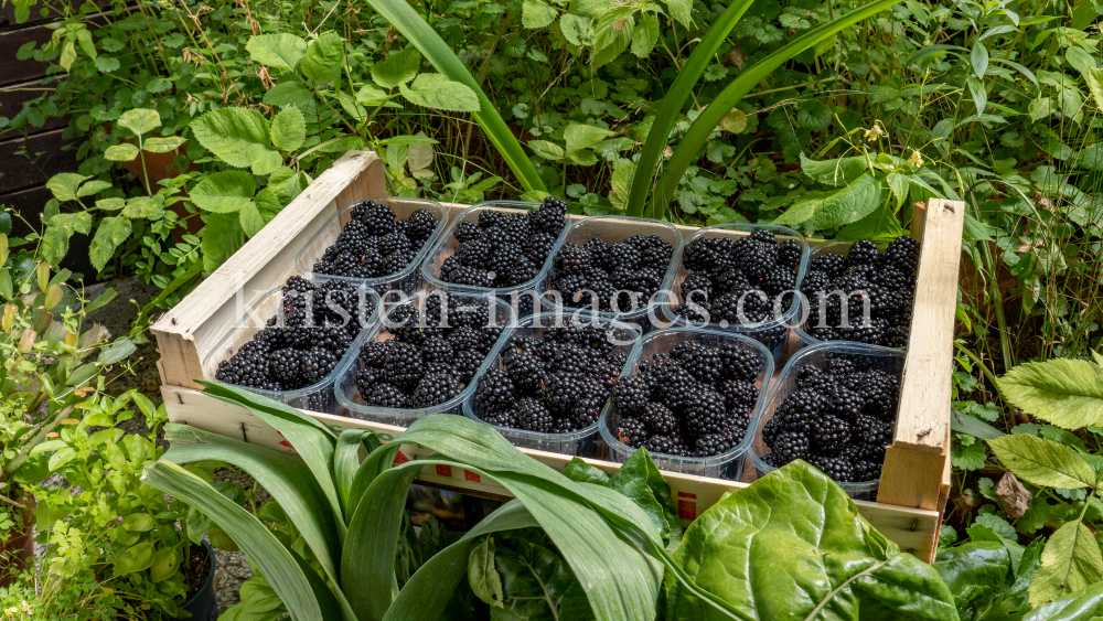 Brombeeren by kristen-images.com