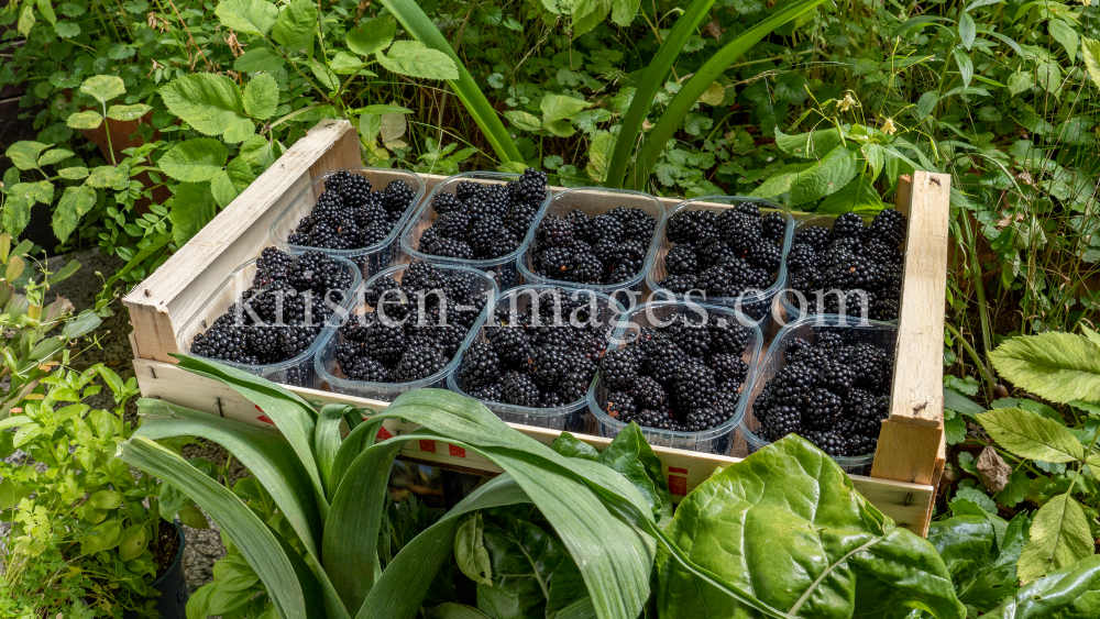 Brombeeren by kristen-images.com